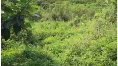 Tanah Kavling Bonus Lapangan Golf Di Sentul Bogor