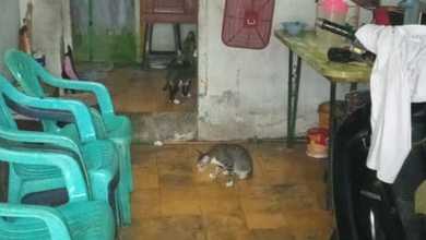 Rumah Bangunan Lama Jembatan Lima 6x11 ,lp231050jun