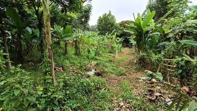 Tanah di Parung panjang, cocok perkebunan  perumahan pabrik  