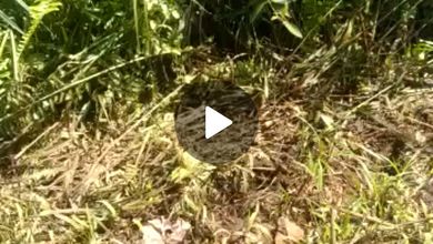 Di Jual Tanah Di Kalimantan Cocok Buat Investasi Hunian Atau Usaha 