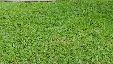 Dijual Tanah Kavling Inika Avani Bsd