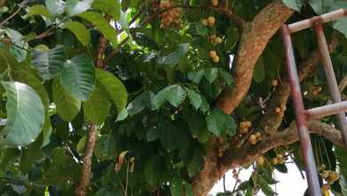 O Dijual Perkebunan Buah Buahan yang Masih Produktif