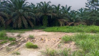 Dijual Tanah dan Kebun Sawit 55 Hectare di Palembang SHM