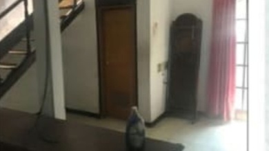 Rumah 2 Lantai di petojo jakarta pusat