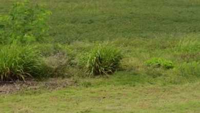 Lahan Kavling Komersil Pik 2