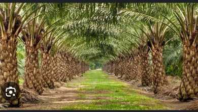 Dijual Cepat Lahan Kebun Sawit Tabalong
