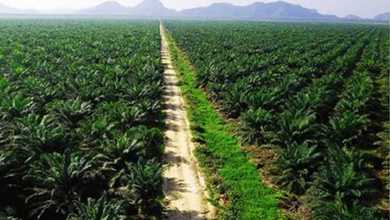 Dijual Take Over Kebun Sawit dan Pabriknya Siap Produksi