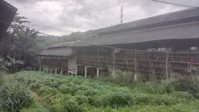 Dijual Cepat Peternakan Ayam Murah Rumpin Bogor Siap Take Over