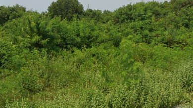 Tanah di Lahan sawah cangkudu 22000 SHM m²