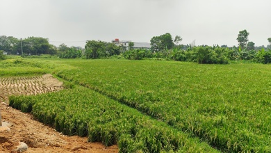 Tanah Izin Industri Lokasi Strategis 5 Km Dari Exit Tol Cikande Banten