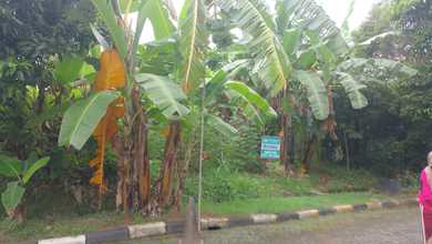 Tanah HGB Taman Grisenda, Jakarta Utara