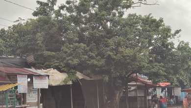 Dijual Kavling di Jln Trem Pangkal Pinang Bangka. Ukuran 17X170m