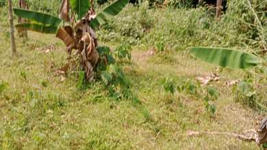 Dijual dan Disewa Tanah di Mekarwangi Cisauk Tigaraksa Tangerang. Luas 3100m