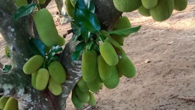 Dijual Kavling Perkebunan Alpukat Dan Cempedak Sekitar Hampir 3Hektar Posisi Strategis samping Jalan Raya