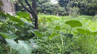 Dijual Tanah di pondok petir Bojong sari Depok Luas 1.615m2