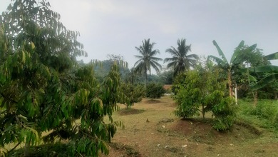 Tanah Kebun Duren Ciparang Cipatat Jual Cepat Harga Murah Bibit Terbaik