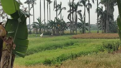 Tanah di Taman Semanan, Jakarta Barat SHM 12.105 m²