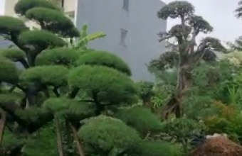 Kavling Dki Kembangan Jakarta Barat 10x25 