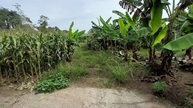 Tanah lokasi 1,6 hectare di Cisauk lokasi bagus