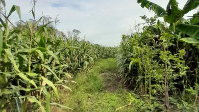 Tanah di Legok raya.kavling komersil     