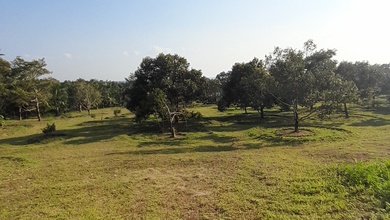 Dijual Tanah Lahan Kebun Kelapa Area Komersil Belitung