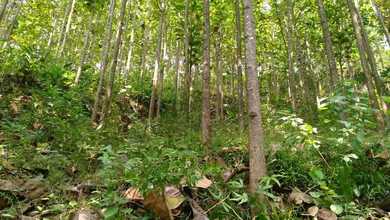 Dijual Tanah Di Pelabuhan Ratu Sukabumi