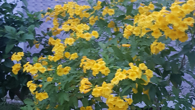 Kavling Hoek- Timur- Pluit- Muara Karang